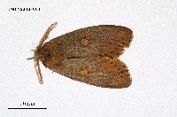 藏品(黃斑黃毒蛾)的圖片